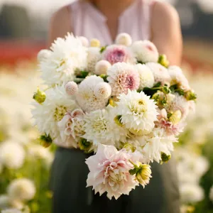 Romantic Mix - Dahlia Bulbs